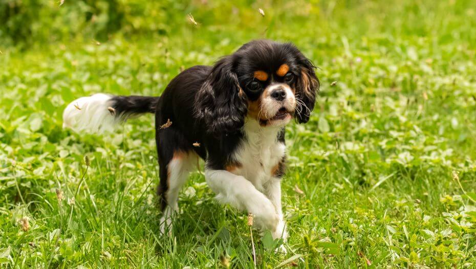 King Charles Spaniel: Rassebeschreibung | PURINA®